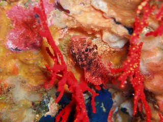 「イソカサゴ」のサムネイル画像