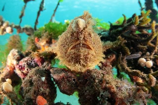 「ボンボリイザリウオ(ボンボリカエルアンコウ)」のサムネイル画像