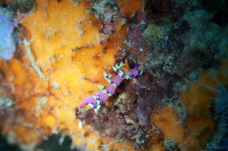 「アデヤカミノウミウシ」のサムネイル画像