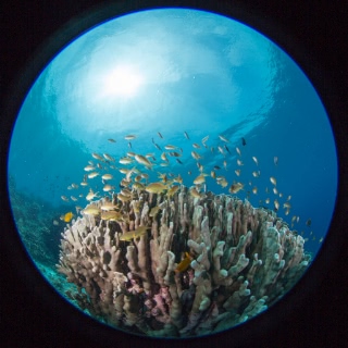 「メラネシアンアンティアス(Meranesian anthias)」のサムネイル画像