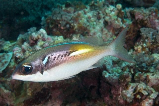 「カメンタマガシラ」のサムネイル画像