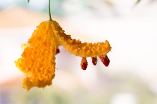 「ツルレイシ(ニガウリ,ゴーヤ)」のサムネイル画像