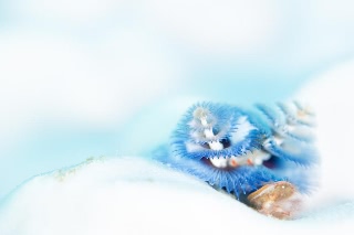 「イバラカンザシ(Christmas tree worm)」のサムネイル画像