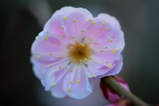 「ウメ」のサムネイル画像