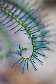 「ウミシダの仲間(sea feather)」のサムネイル画像