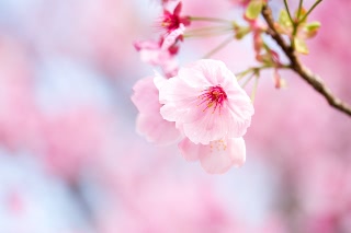 「ヨコハマヒザクラ(横浜緋桜)」のサムネイル画像