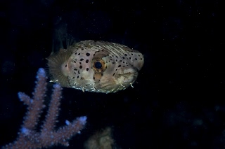 「ハリセンボン(Balloonfish)」のサムネイル画像