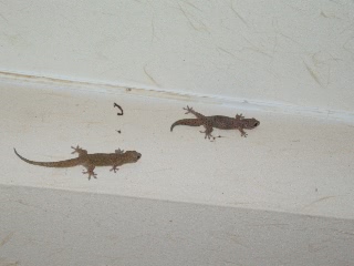 「ヤモリ」のサムネイル画像