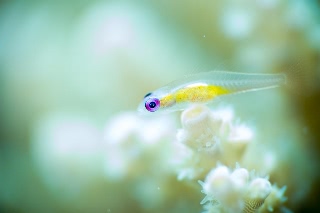 「アカメハゼ」のサムネイル画像