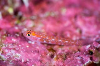 「オオゴチョウイソハゼ」のサムネイル画像
