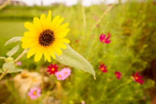 「ヒマワリ」のサムネイル画像