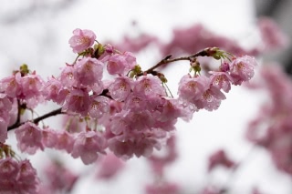 「ヨコハマヒザクラ(横浜緋桜)」のサムネイル画像
