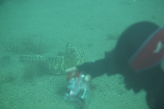 「ウツボに狙われるダイバー」のサムネイル画像