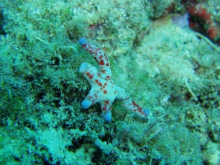 「ヒトデの仲間」のサムネイル画像