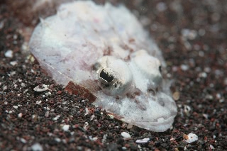 「無題」のサムネイル画像