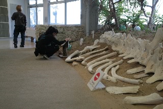 「鯨の骨」のサムネイル画像