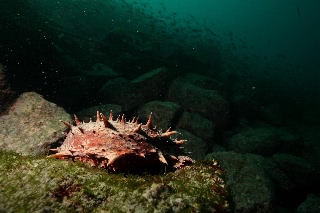 「マナマコ」のサムネイル画像