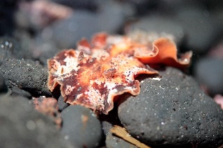 「クモガタウミウシ」のサムネイル画像