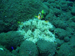 「クマノミ(Anemonefish)」のサムネイル画像
