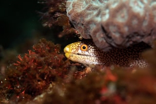 「ワカウツボ」のサムネイル画像