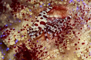 「コールマンシュリンプ(Coleman shrimp)」のサムネイル画像