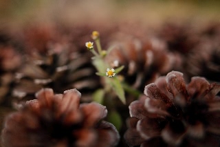 「無題」のサムネイル画像