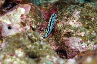 「タテヒダイボウミウシ(ラドマンイボウミウシ)」のサムネイル画像