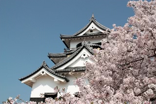 「ソメイヨシノ(染井吉野)」のサムネイル画像