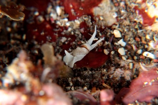 「カノコキセワタガイの一種」のサムネイル画像