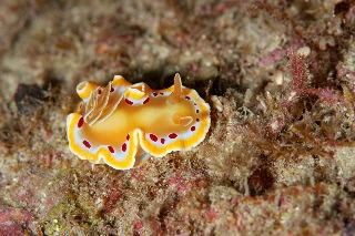 「アカテンイロウミウシ」のサムネイル画像