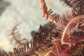 「コマチコシオリエビ(Elegant squat lobster)」のサムネイル画像