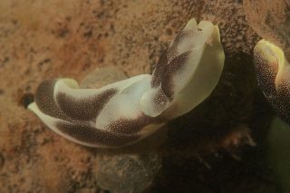 「コナユキツバメガイ」のサムネイル画像