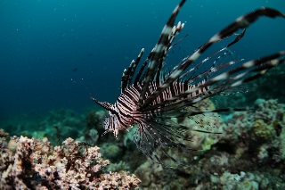 「ネッタイミノカサゴ(Spot-Fin Lionfish)」のサムネイル画像