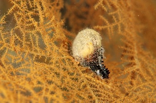 「無題」のサムネイル画像