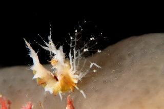 「オリヅルエビ」のサムネイル画像