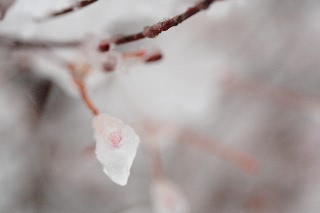 「ドウダンツツジ」のサムネイル画像