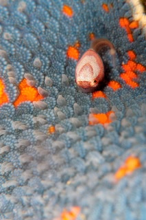 「ホテイウオ(ゴッコ)」のサムネイル画像