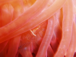 「カザリイソギンチャクエビ」のサムネイル画像