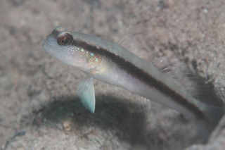 「クロオビハゼ」のサムネイル画像