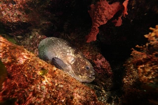 「ホテイウオ(ゴッコ)」のサムネイル画像