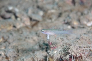 「モエギハゼ属の一種( tiny dart goby sp.)」のサムネイル画像