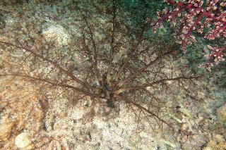 「無題」のサムネイル画像