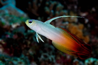 「ハタタテハゼ(Red fire Goby)」のサムネイル画像