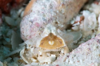 「カルイシガニ」のサムネイル画像