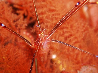 「オルトマンワラエビ(Ortmann's spider-crab)」のサムネイル画像