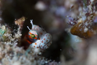 「モンツキカエルウオ」のサムネイル画像