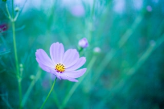 「コスモス」のサムネイル画像