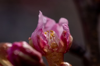 「ヤマザクラ」のサムネイル画像