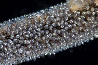 「ガラスハゼ」のサムネイル画像