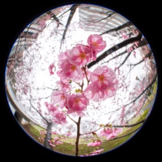 「ヨコハマヒザクラ(横浜緋桜)」のサムネイル画像